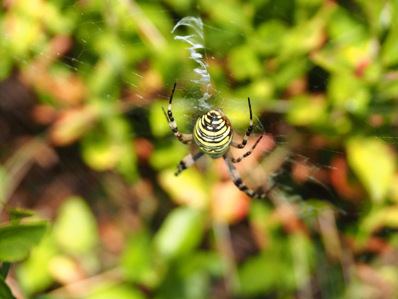 Willkommen bei Catspins Deutschland - Die besten Boni und Freispiele