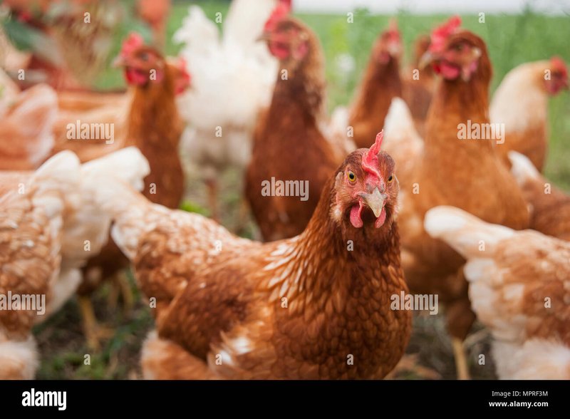 Best chicken road online in Germany Best chicken road online in Germany